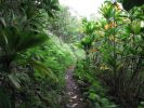 Maunawili Demonstration Trail Waimanalo side